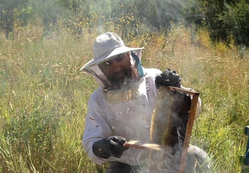 سیر تا پیاز تولید عسل/با زنبورداری میلیونر شوید