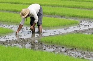 خطر بیکاری در کمین چندین هزار برنج کار خوزستانی