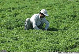 وجود 8500 مهندس کشاورزی جویای کار در خوزستان