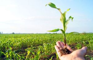 بهره برداری ۷ طرح کشاورزی در دزفول